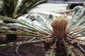 Palm tree garden with watering system